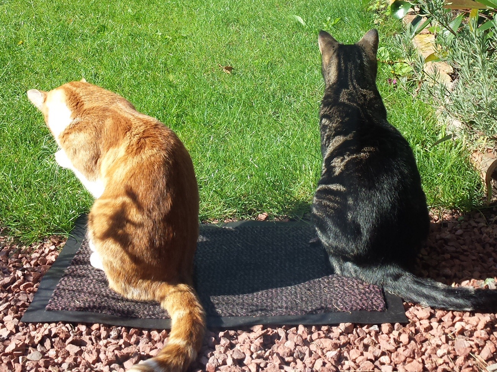 Housesitting assignment in Bath, United Kingdom