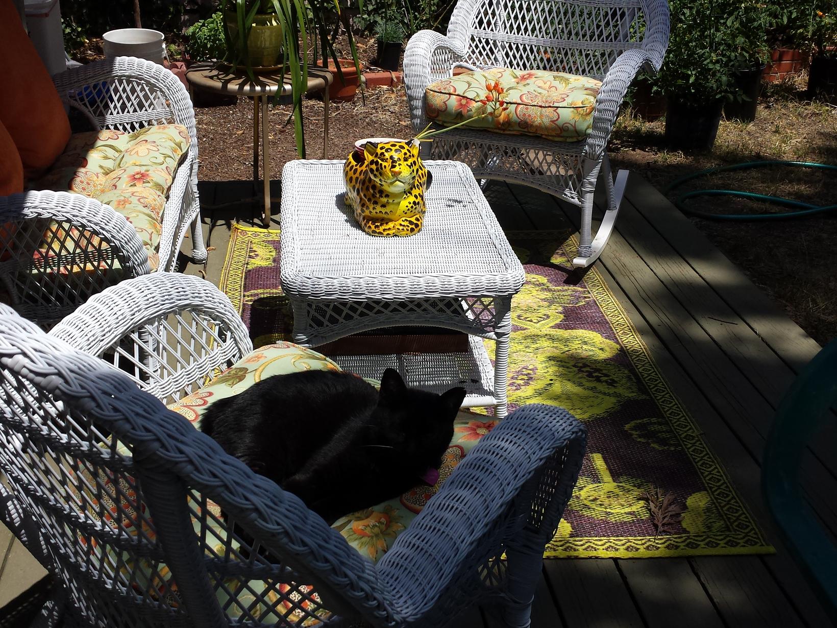 Housesitting assignment in San Rafael, California, United States