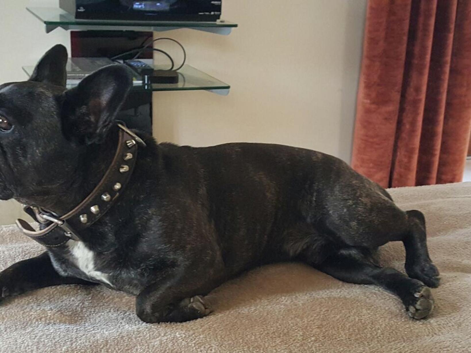 Housesitting assignment in Sarlat-la-Canéda, France