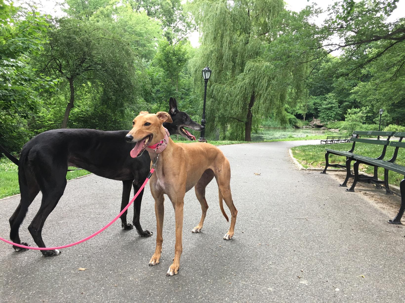 Housesitting assignment in New York City, New York, United States