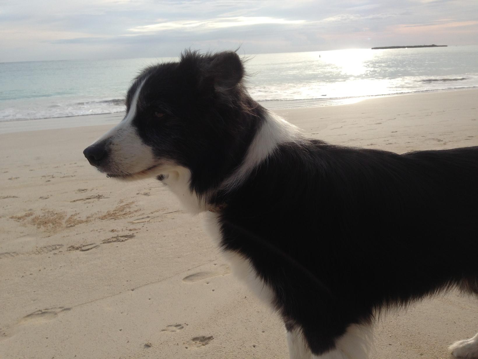 Housesitting assignment in Kailua, Hawaii, United States