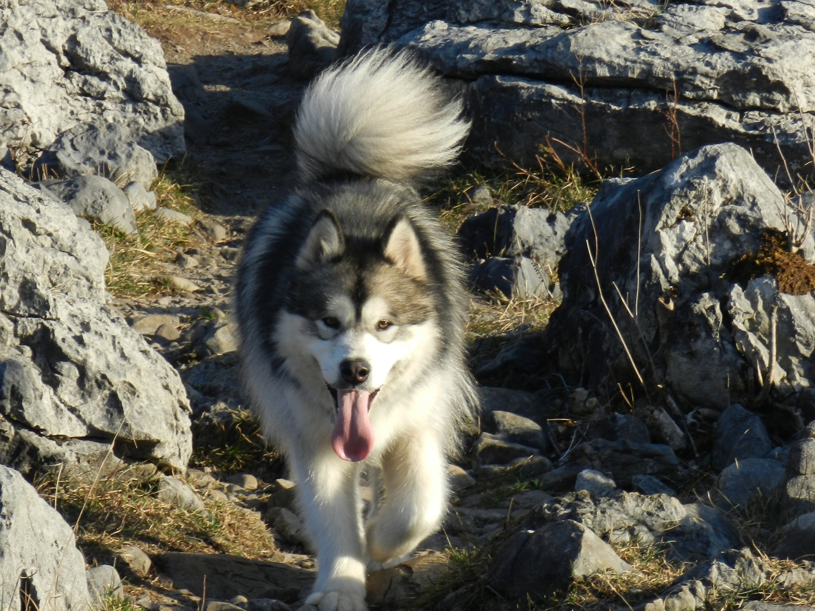 Housesitting assignment in Corofin, Ireland