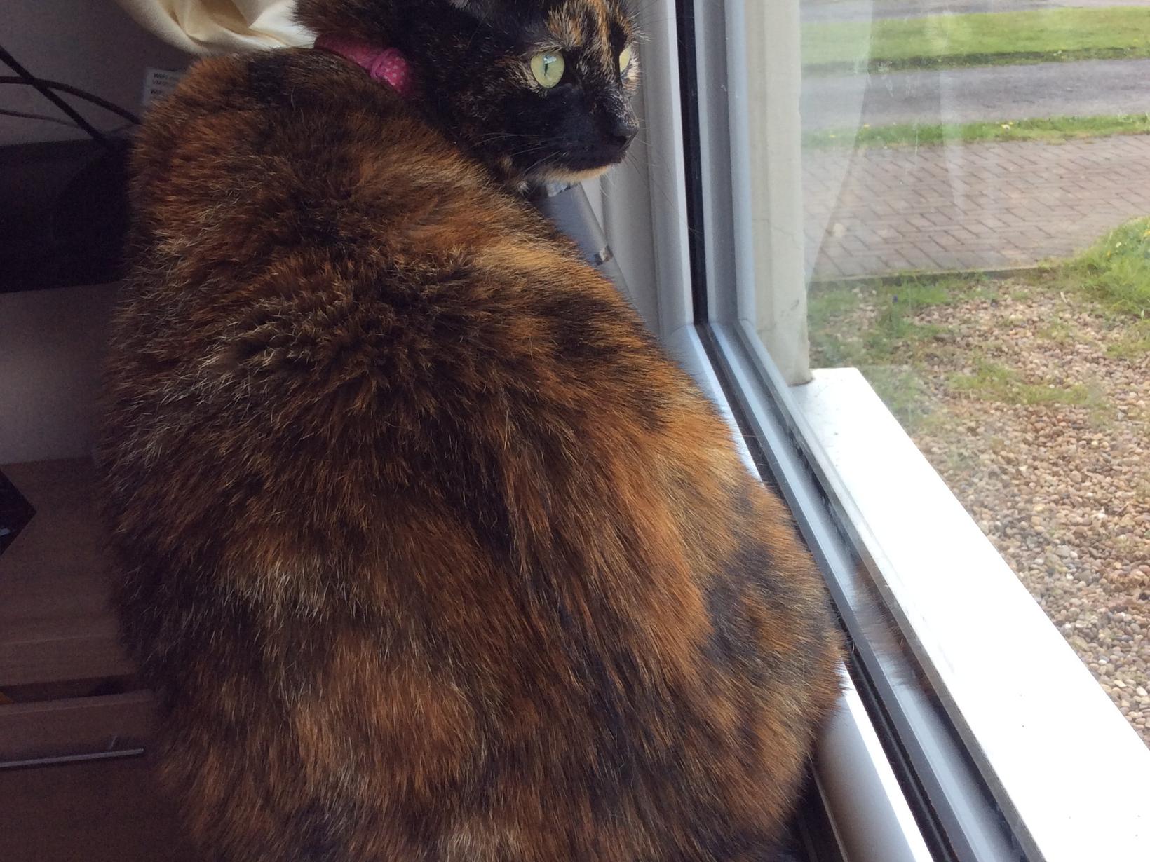 Housesitting assignment in Cosby, United Kingdom