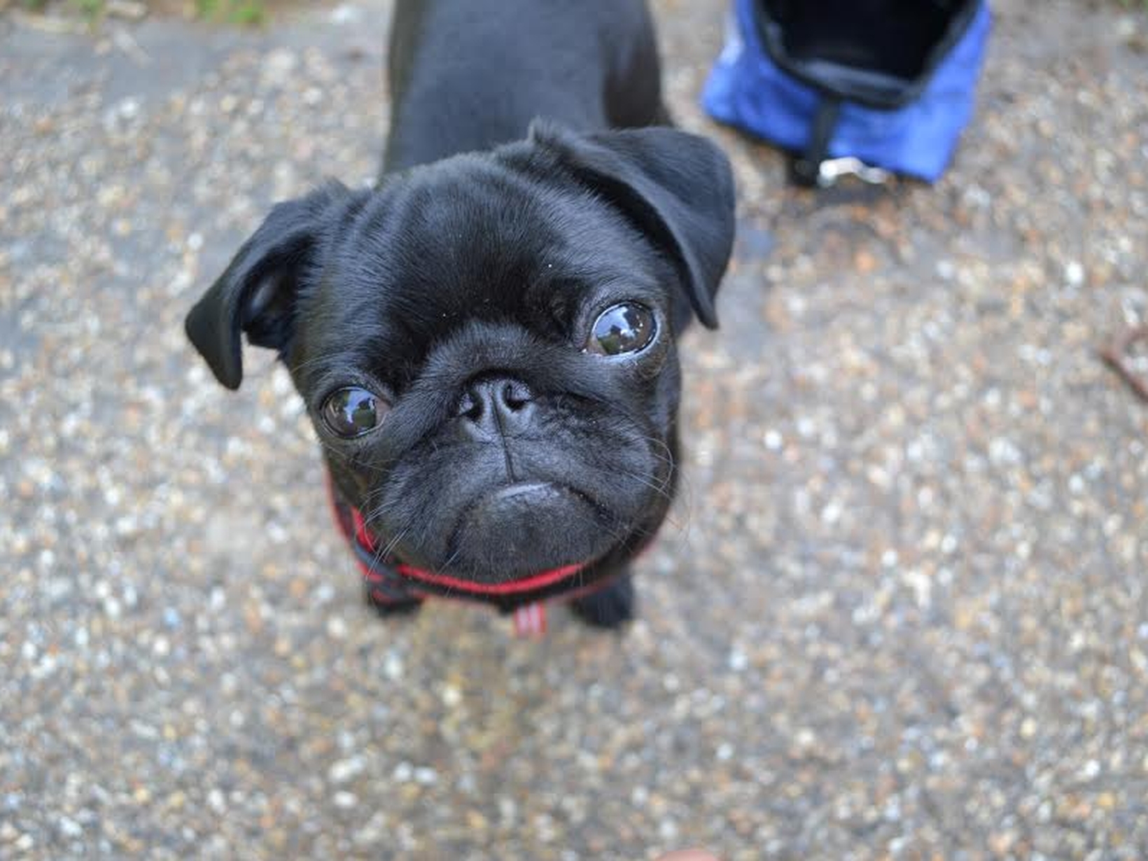 Housesitting assignment in Banstead, United Kingdom