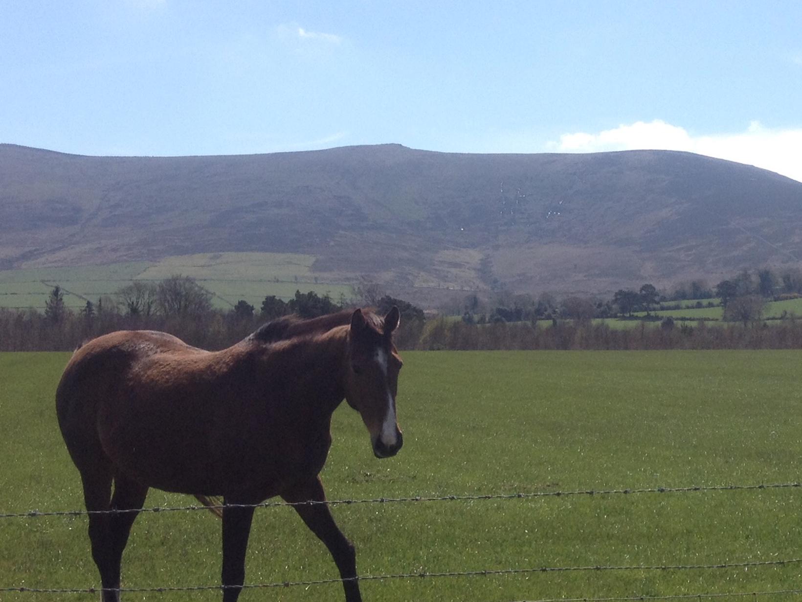 Housesitting assignment in Aughrim, Ireland