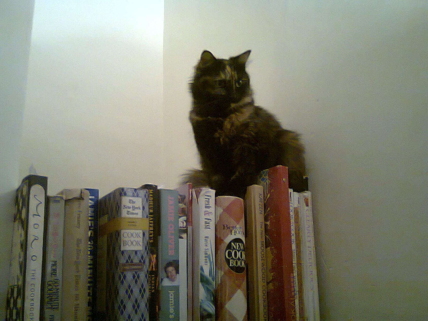 Housesitting assignment in Lymington, United Kingdom
