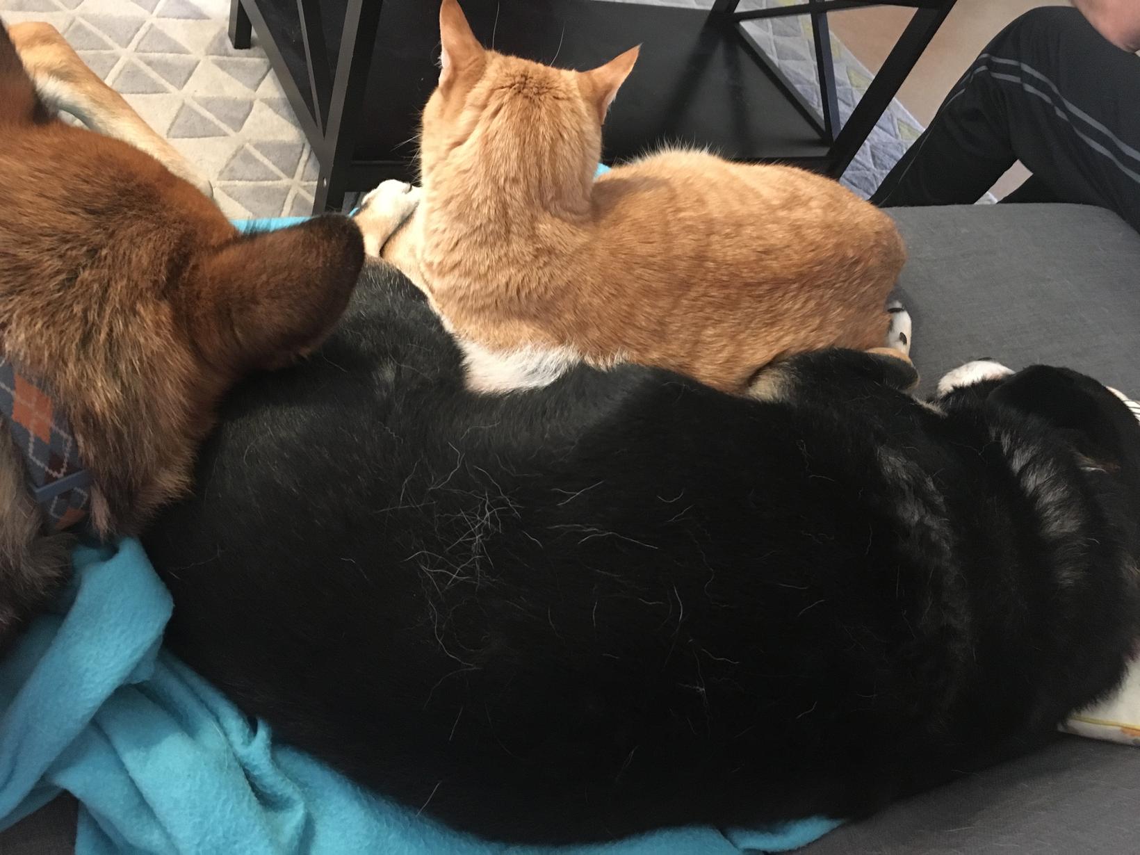 Housesitting assignment in Dresden, Germany