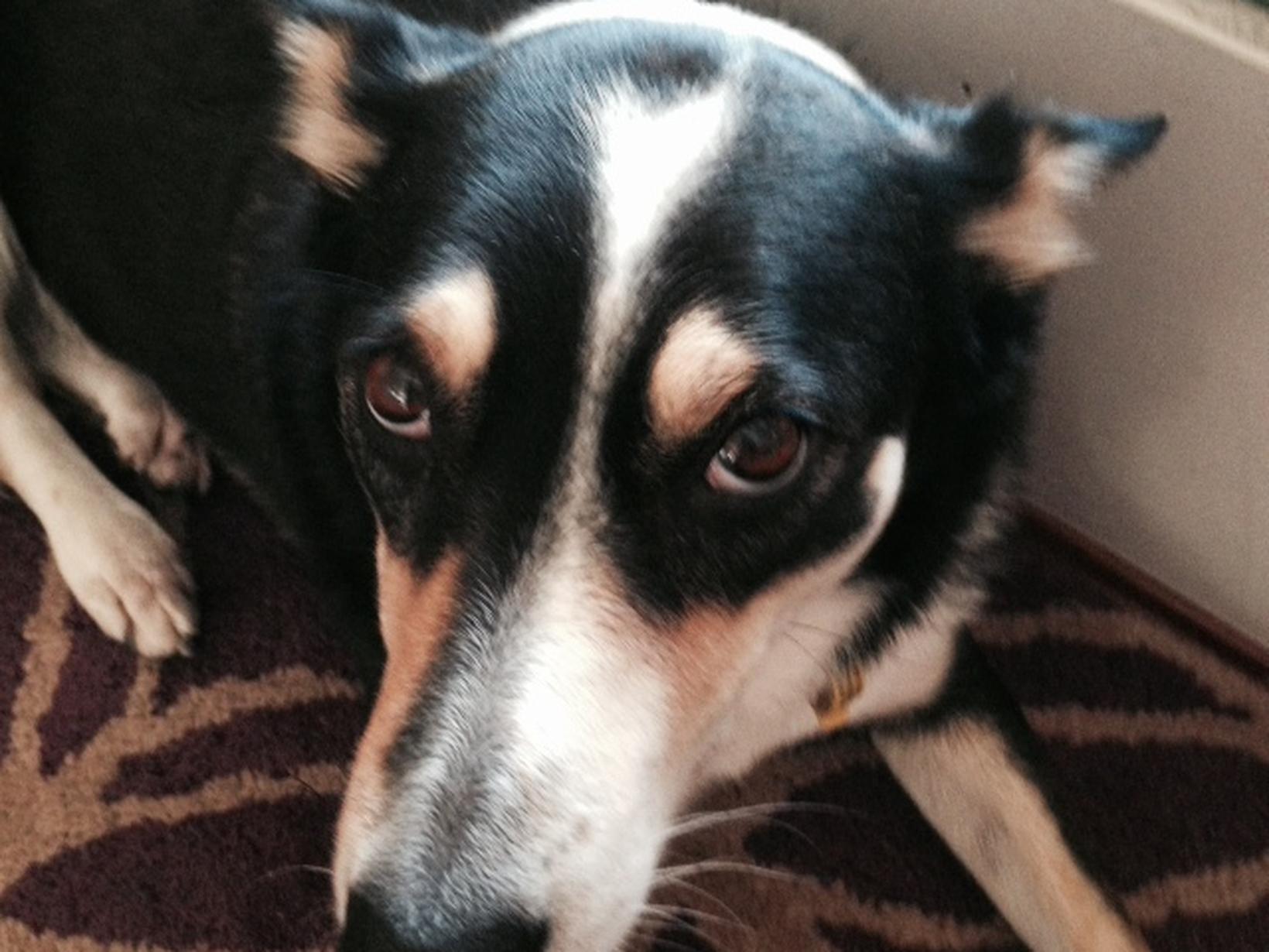 Housesitting assignment in Kingsley, Western Australia, Australia