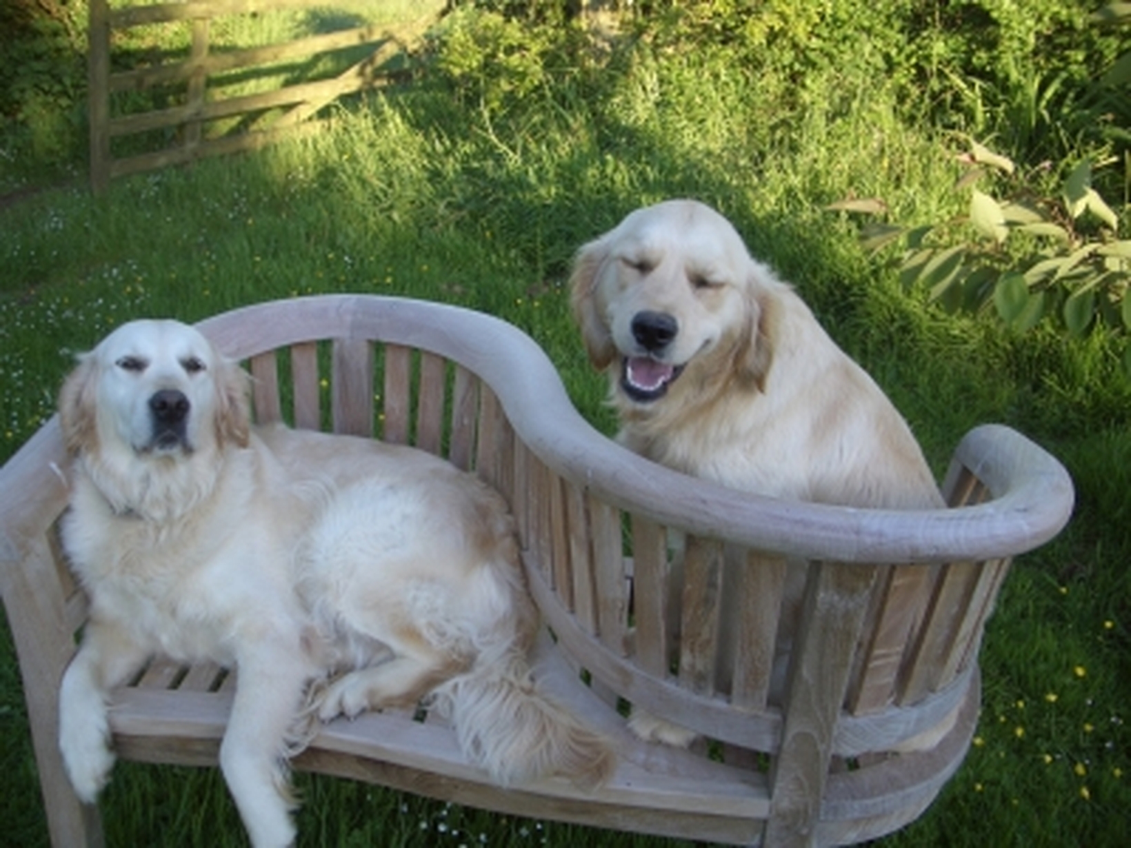 Housesitting assignment in Kingsbridge, United Kingdom