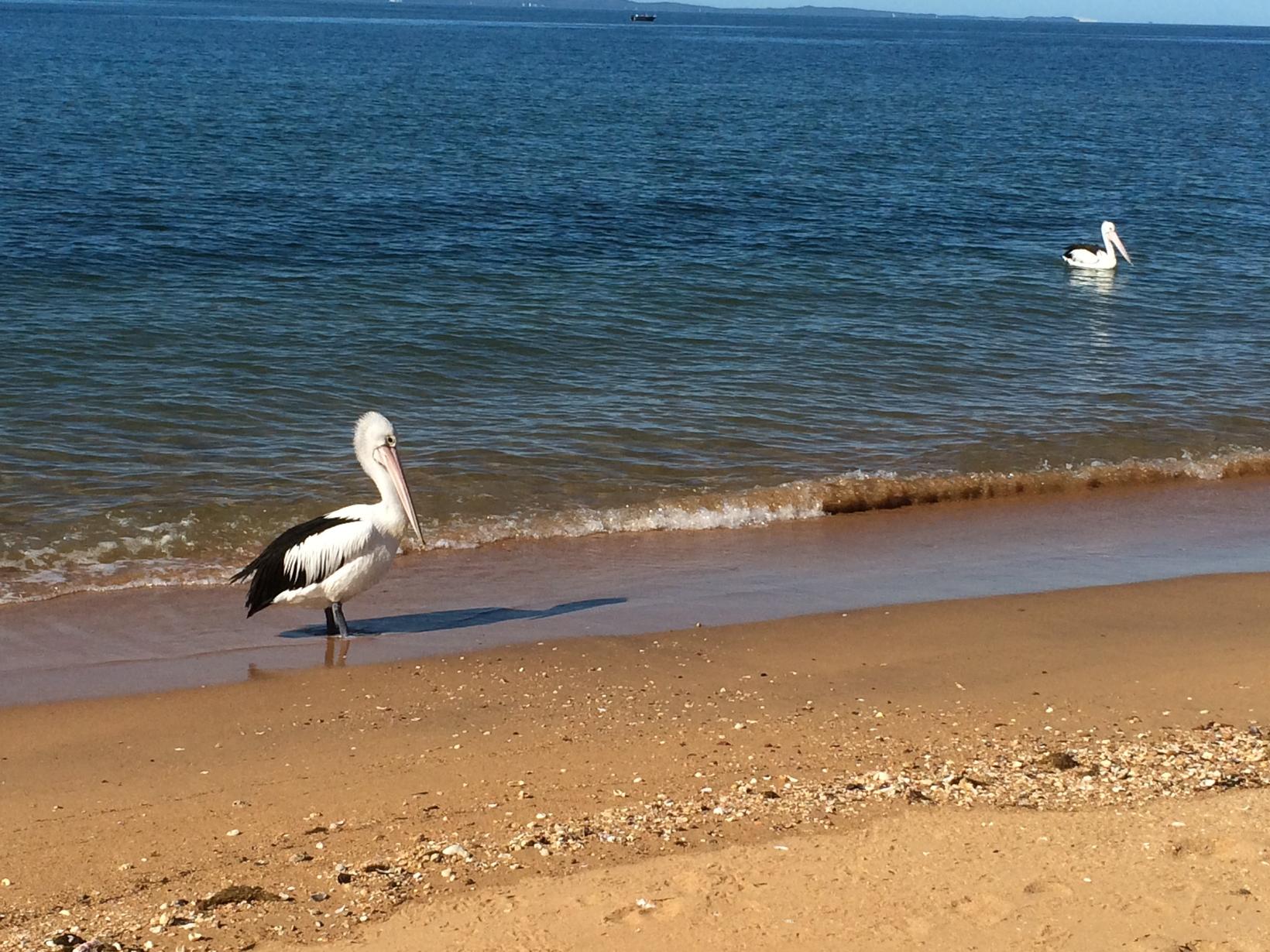 Housesitting assignment in Rothwell, Queensland, Australia