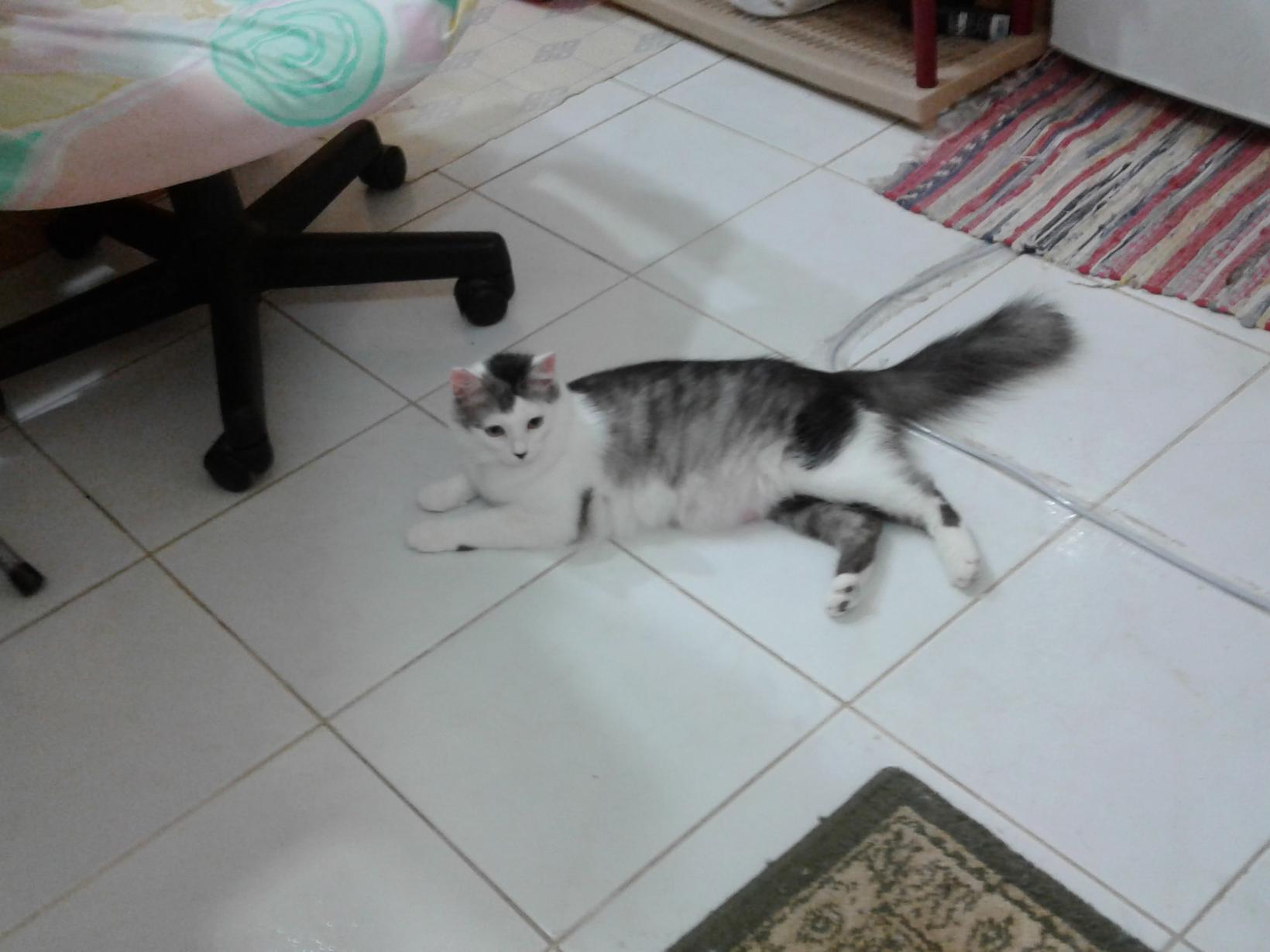 Housesitting assignment in Jeddah, Saudi Arabia
