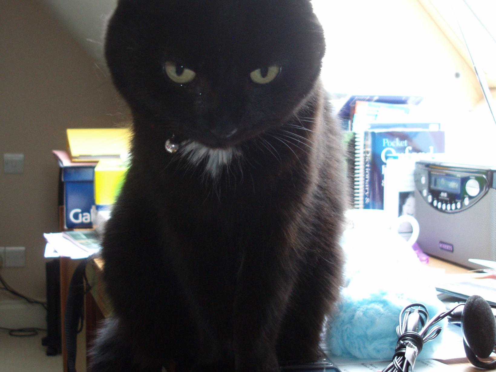 Housesitting assignment in Shaftesbury, United Kingdom