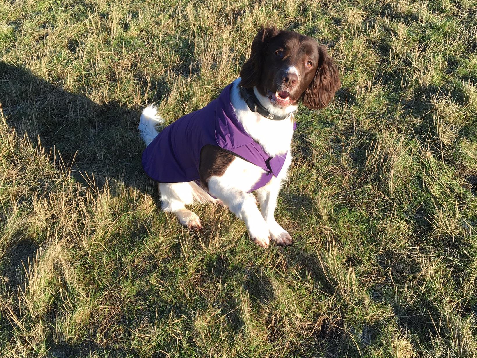 Housesitting assignment in Hull, United Kingdom