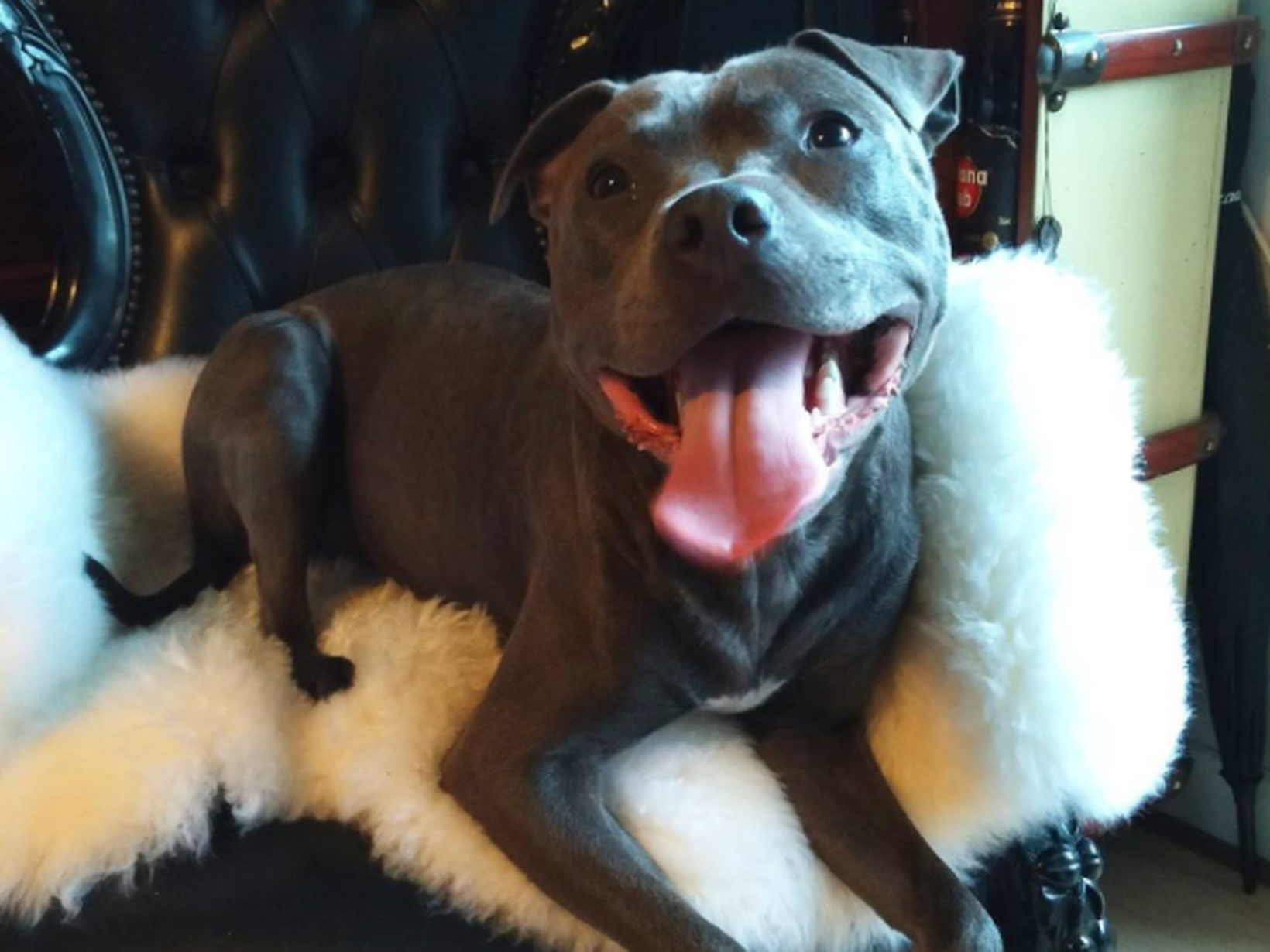 Housesitting assignment in London, United Kingdom