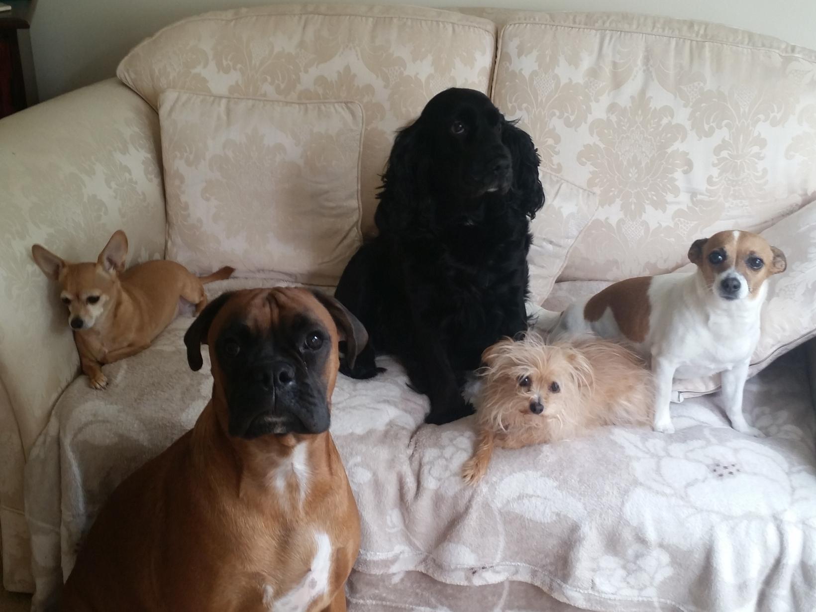 Housesitting assignment in Bishops Stortford, United Kingdom