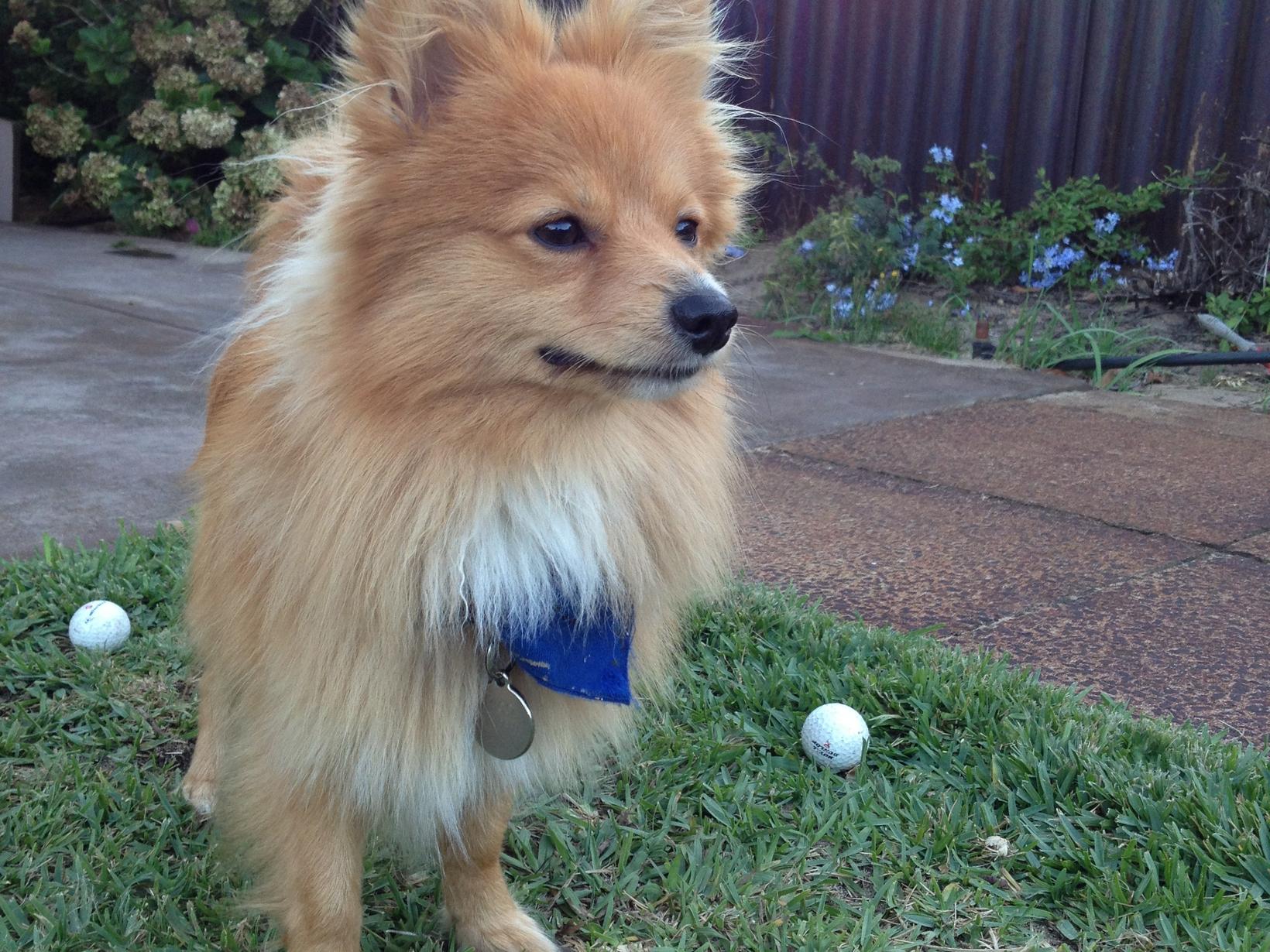 Housesitting assignment in Perth, Western Australia, Australia
