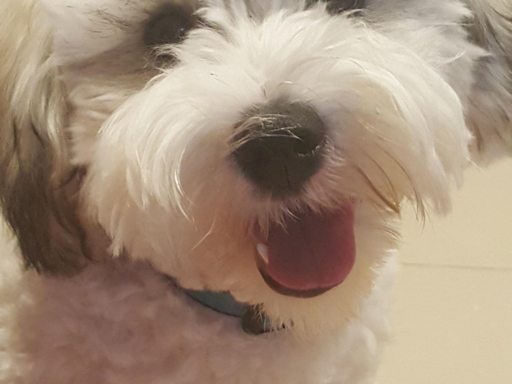 Housesitting assignment in Shailer Park, Queensland, Australia