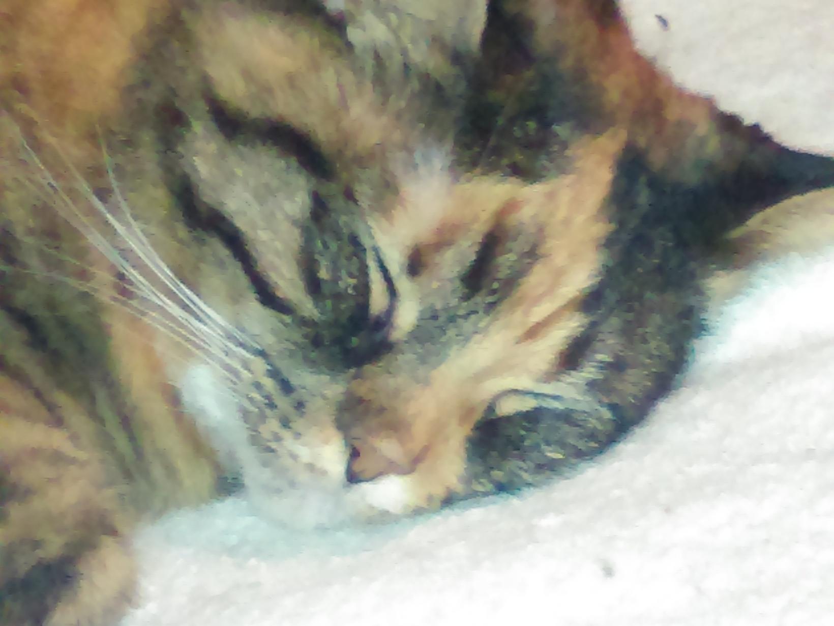 Housesitting assignment in Philadelphia, Pennsylvania, United States