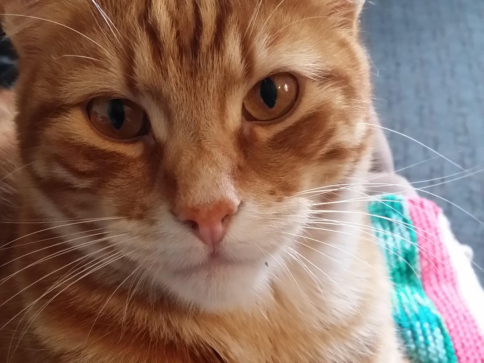 Housesitting assignment in Perth, Western Australia, Australia