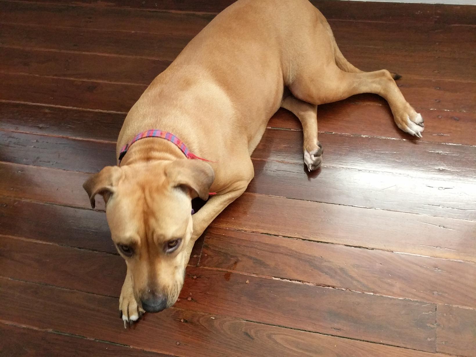 Housesitting assignment in Townsville, Queensland, Australia