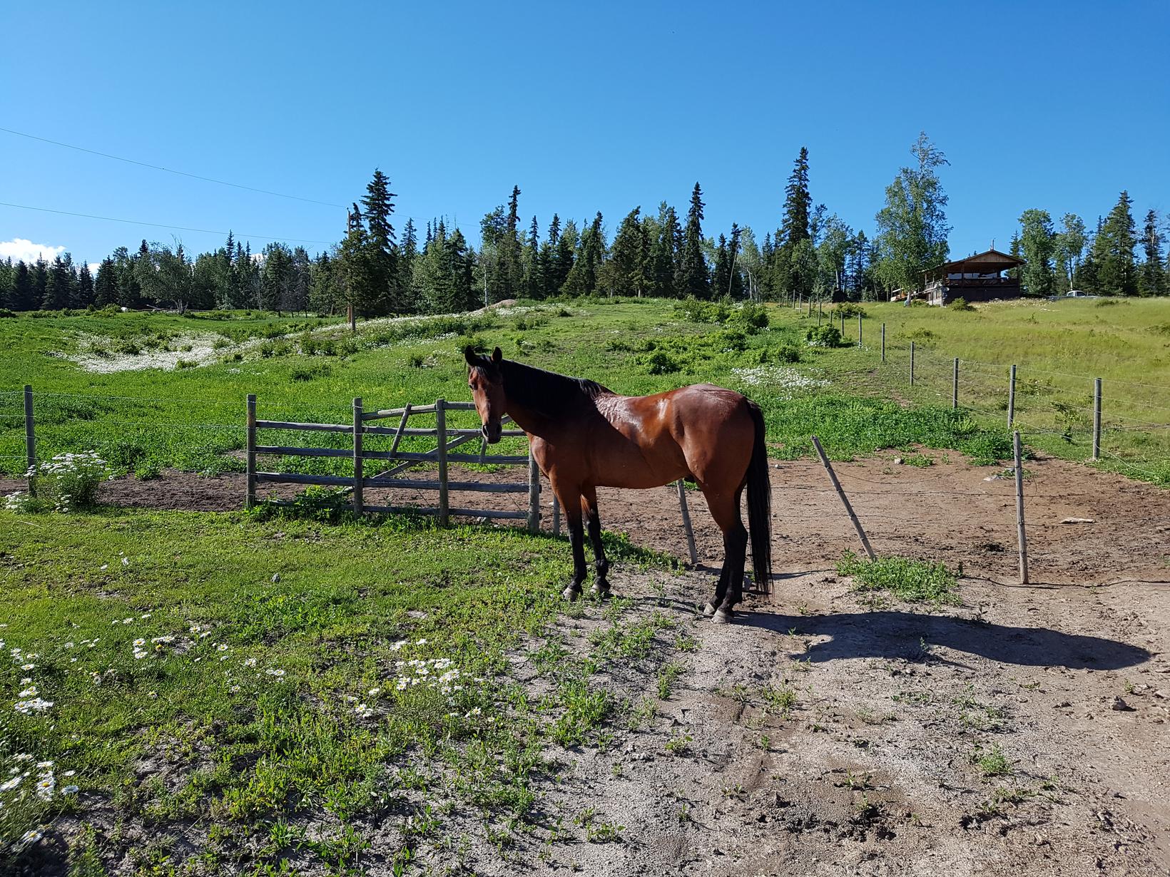 Housesitting assignment in Vanderhoof, British Columbia, Canada