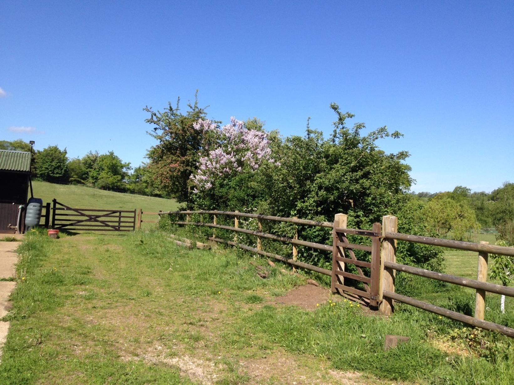 Housesitting assignment in Guildford, United Kingdom