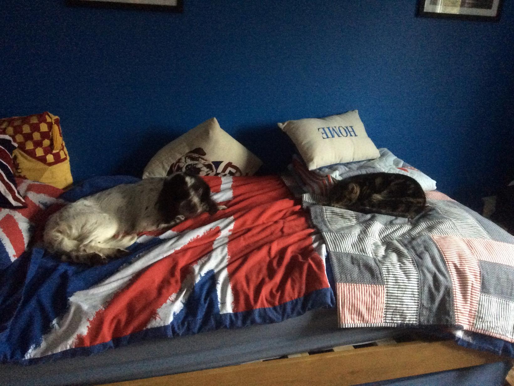 Housesitting assignment in Berkhamsted, United Kingdom