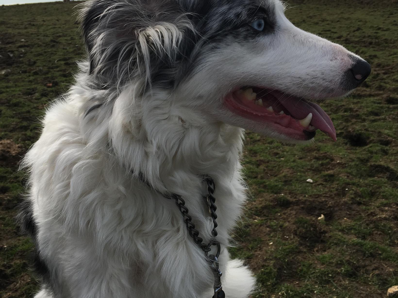 Housesitting assignment in Eastbourne, United Kingdom