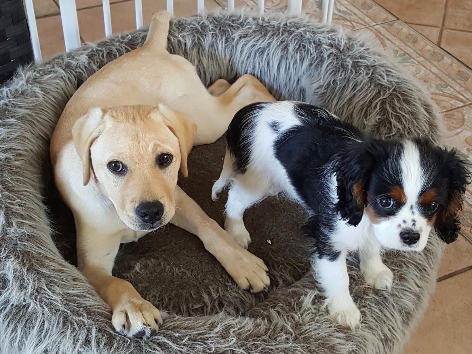 Housesitting assignment in Auckland, New Zealand
