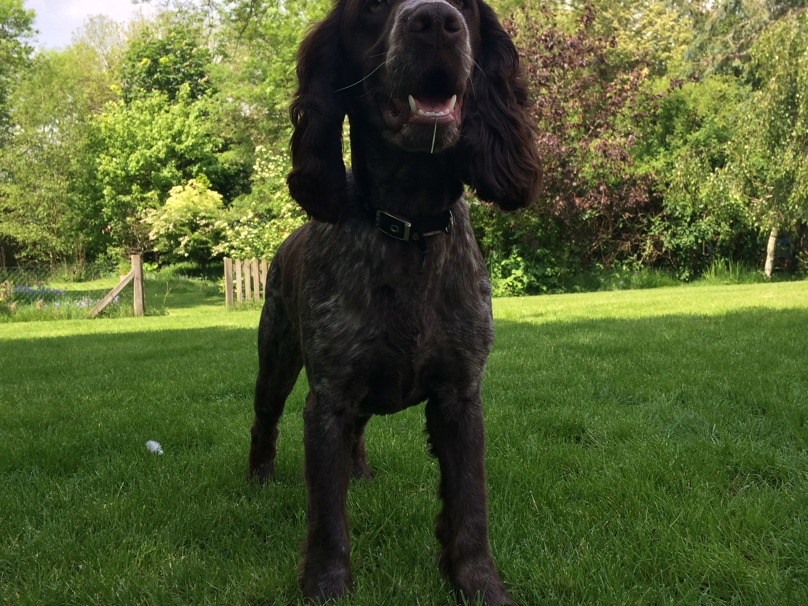 Housesitting assignment in Send, United Kingdom
