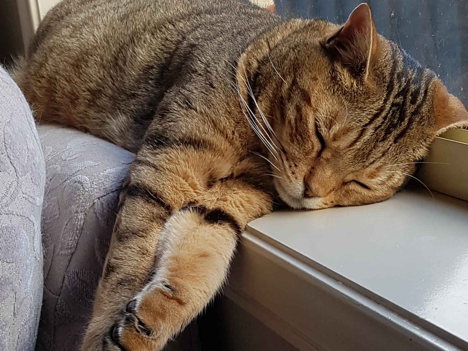 Housesitting assignment in Wyndham Vale, Victoria, Australia