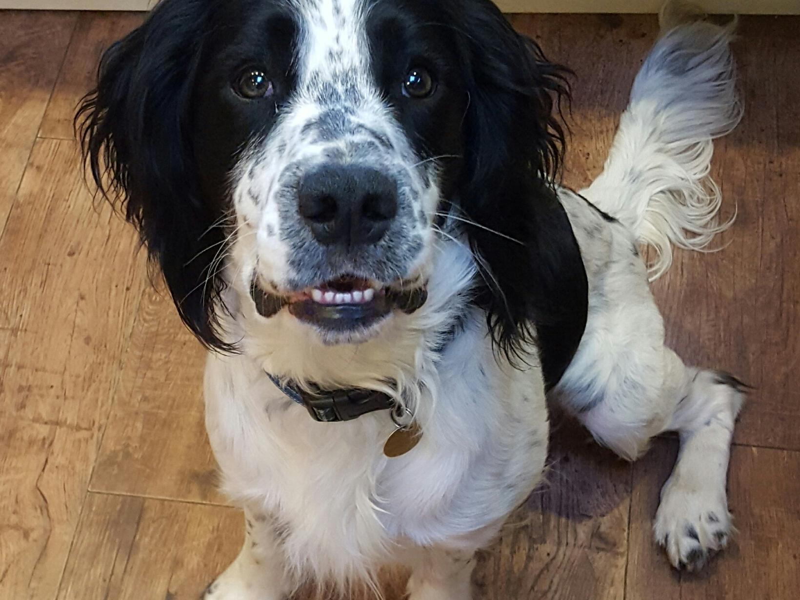 Housesitting assignment in Epping, United Kingdom