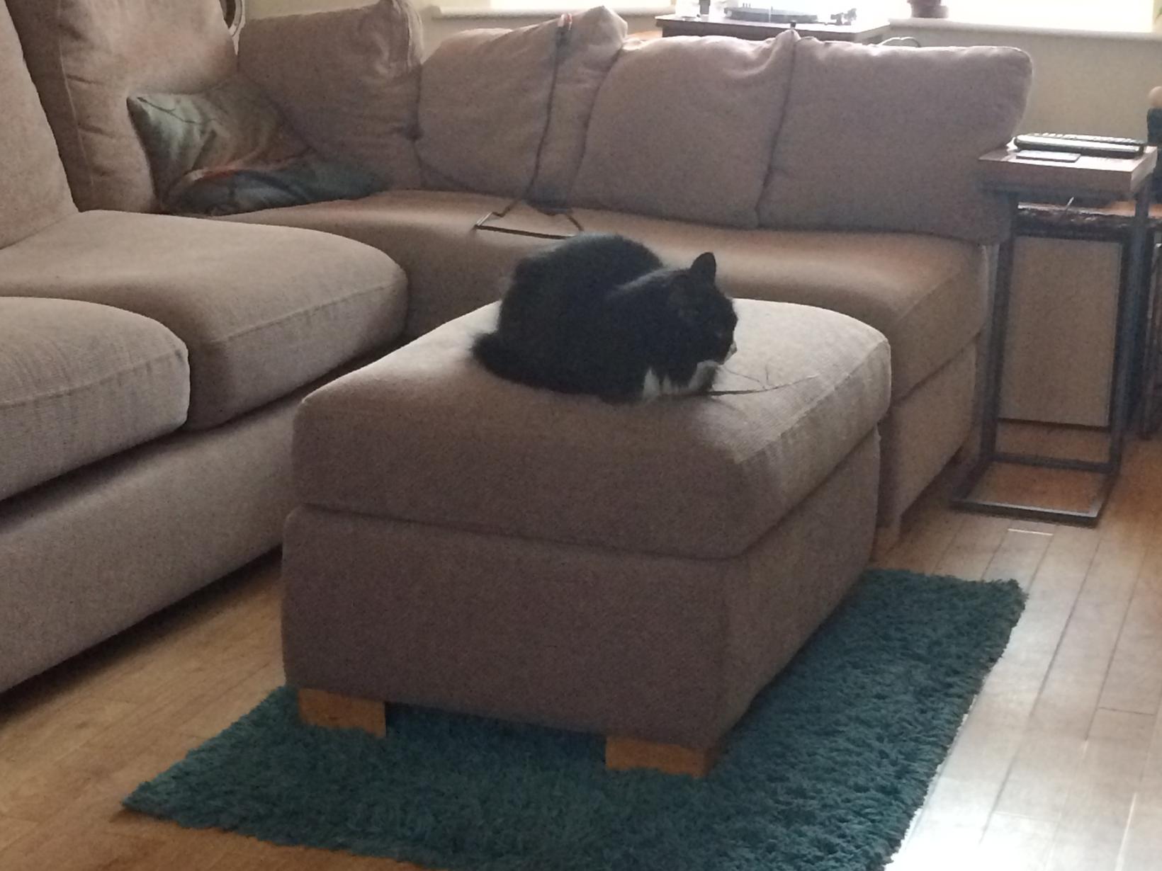 Housesitting assignment in Hitchin, United Kingdom