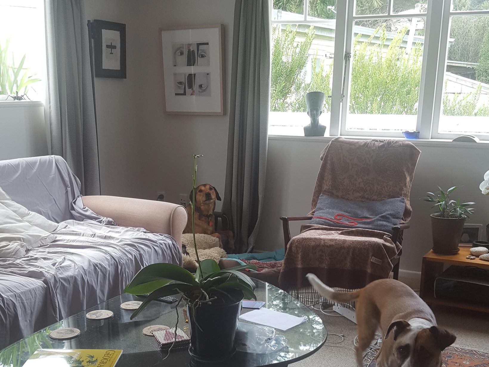Housesitting assignment in Auckland, New Zealand