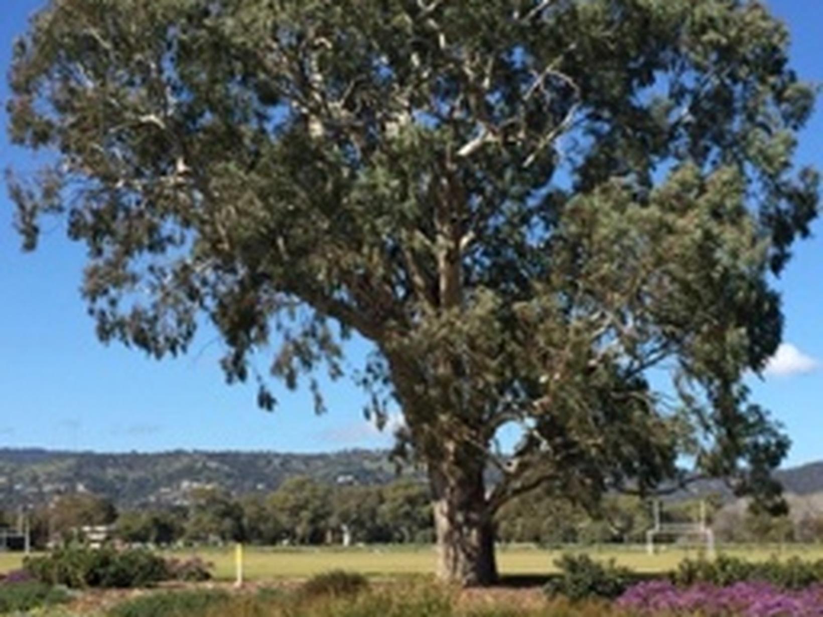 Housesitting assignment in Rose Park, South Australia, Australia