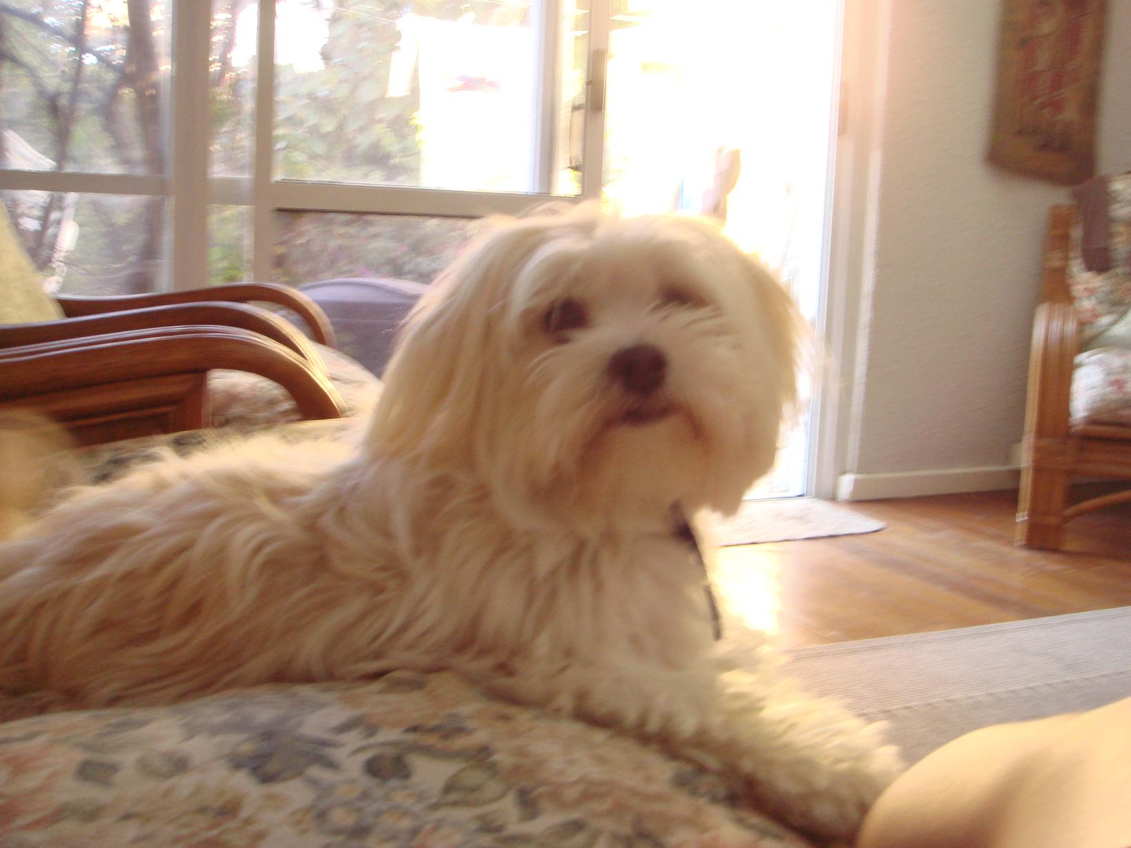 Housesitting assignment in Mandurah, WA, Australia