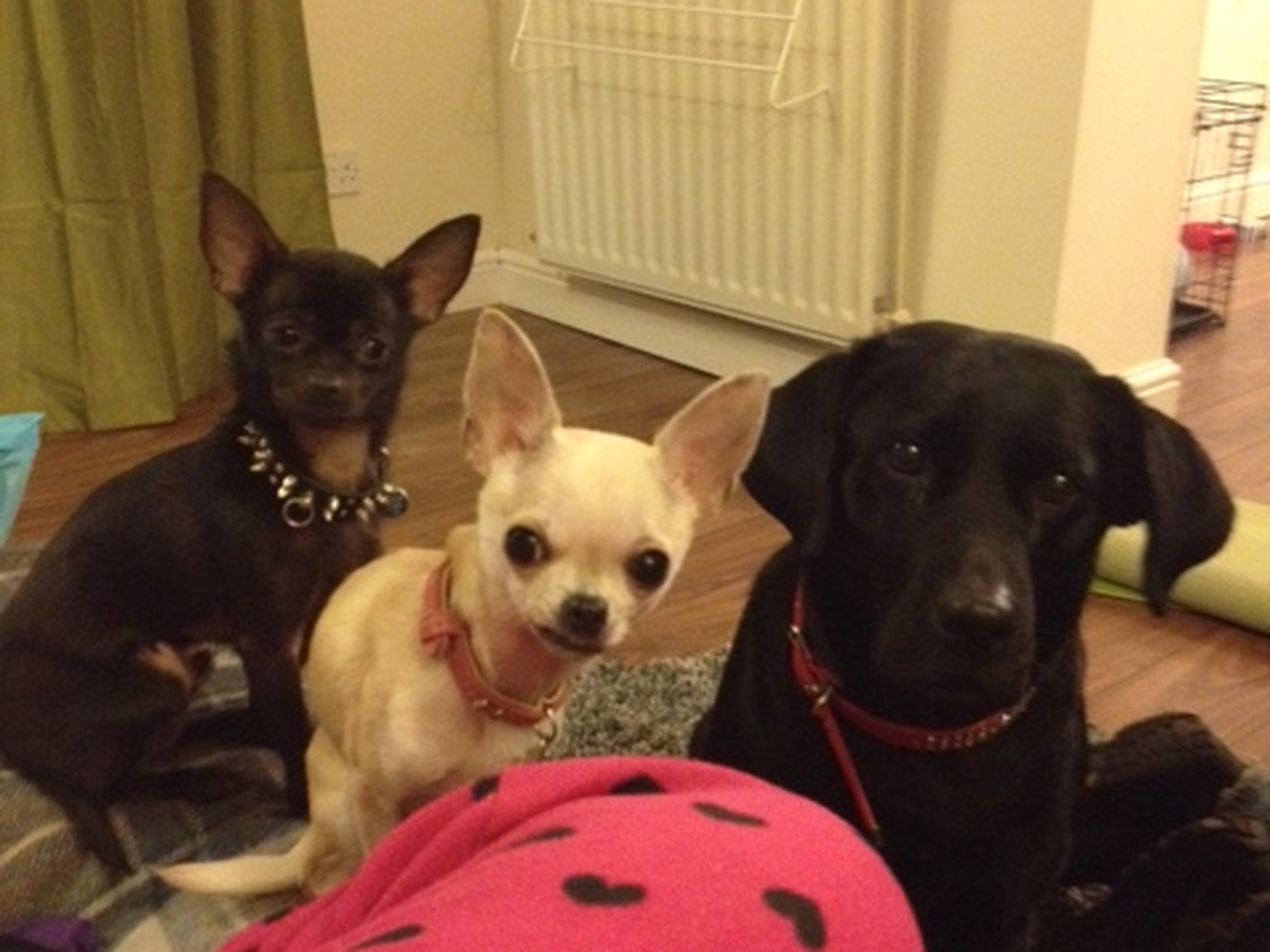 Housesitting assignment in Newcastle upon Tyne, United Kingdom