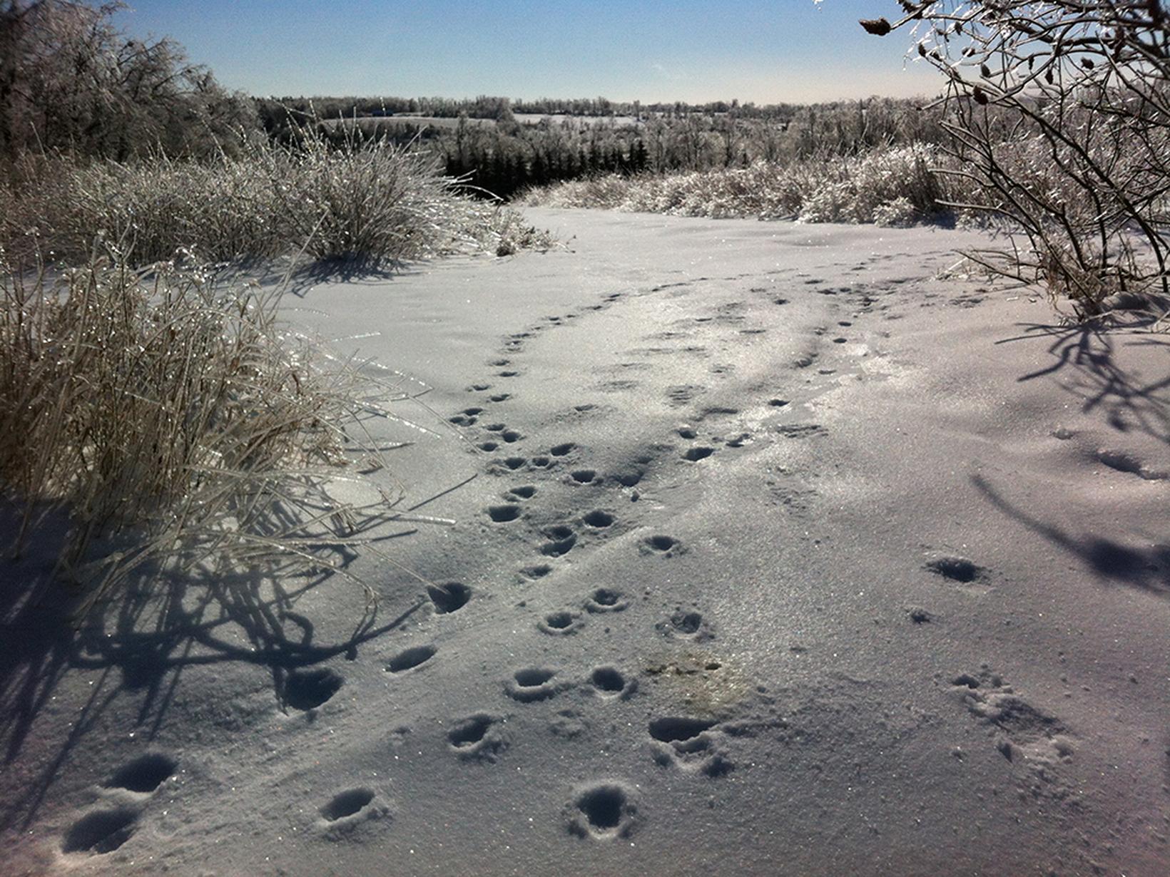 Private, Quiet, Century Farm House on 70 acres Warkworth, Ontario