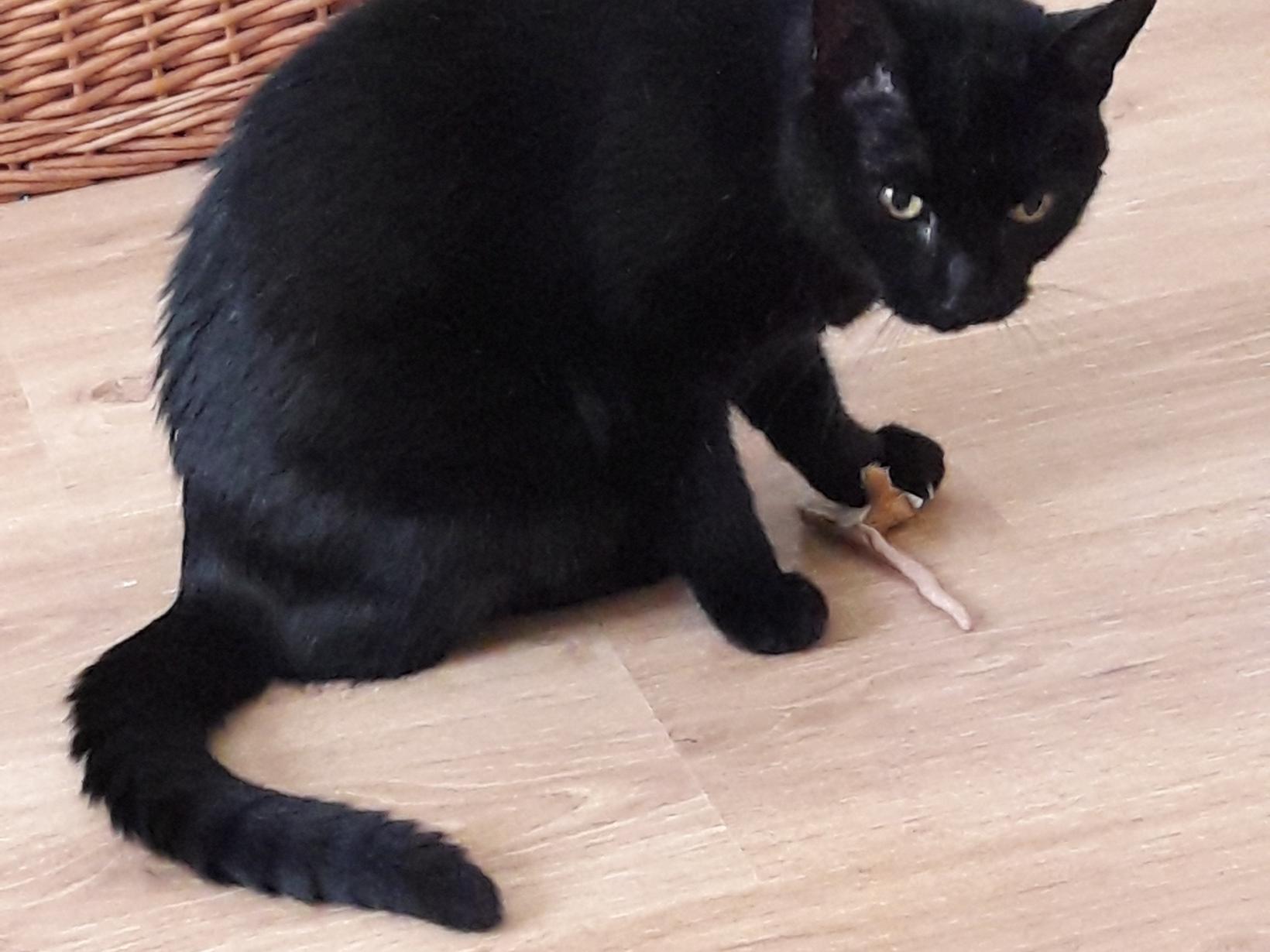 Housesitting assignment in Wellingborough, United Kingdom