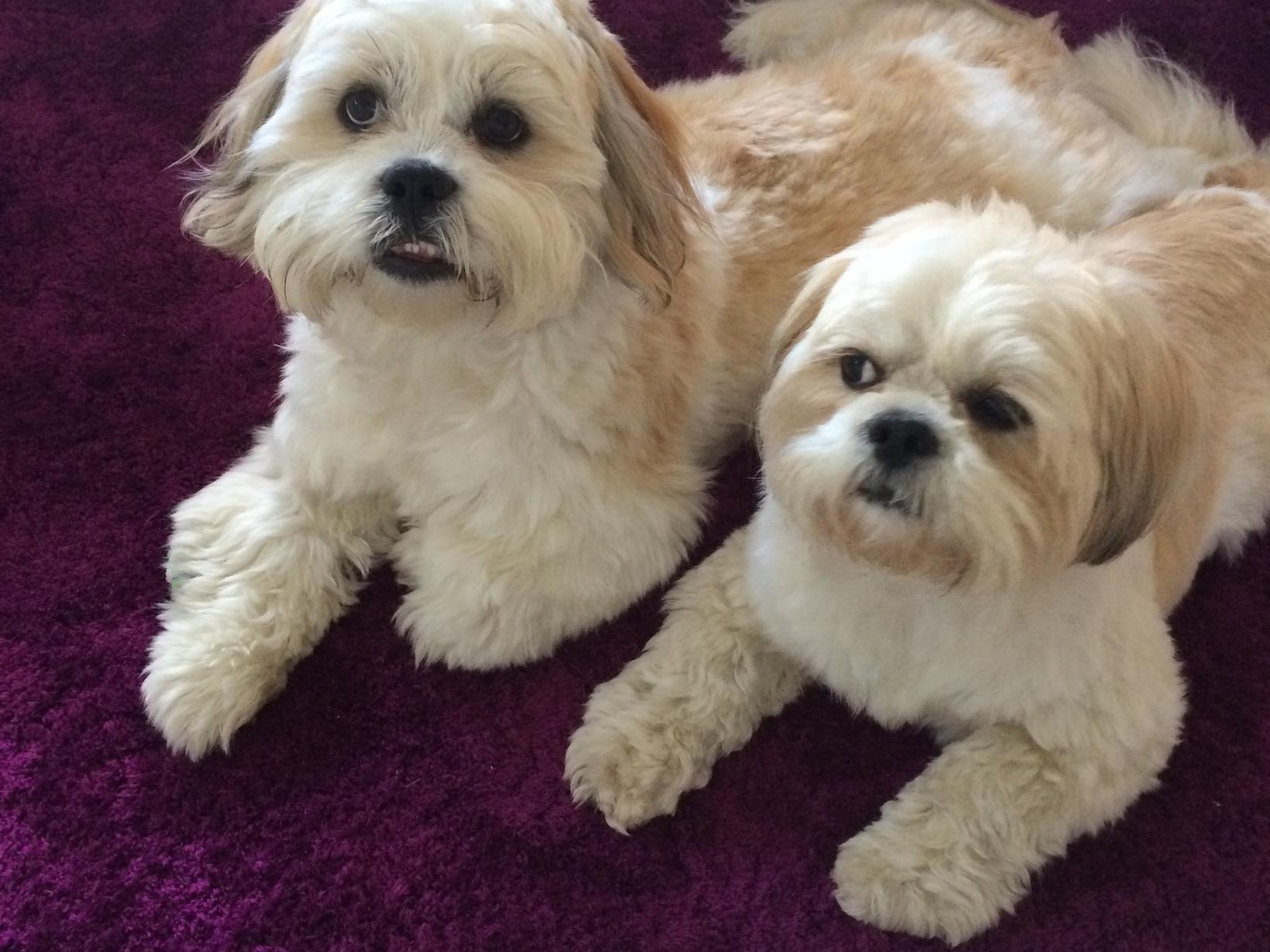 Housesitting assignment in Glasgow, United Kingdom