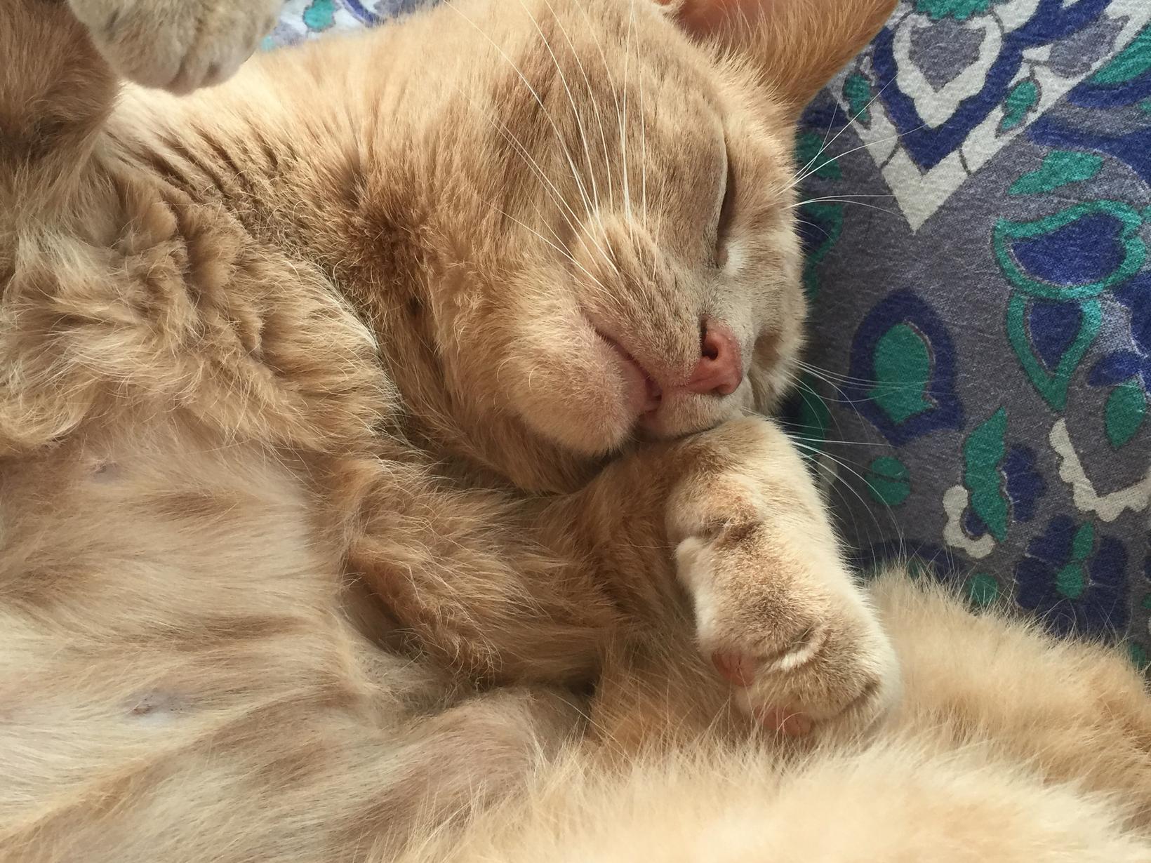 Housesitting assignment in Bruton, United Kingdom