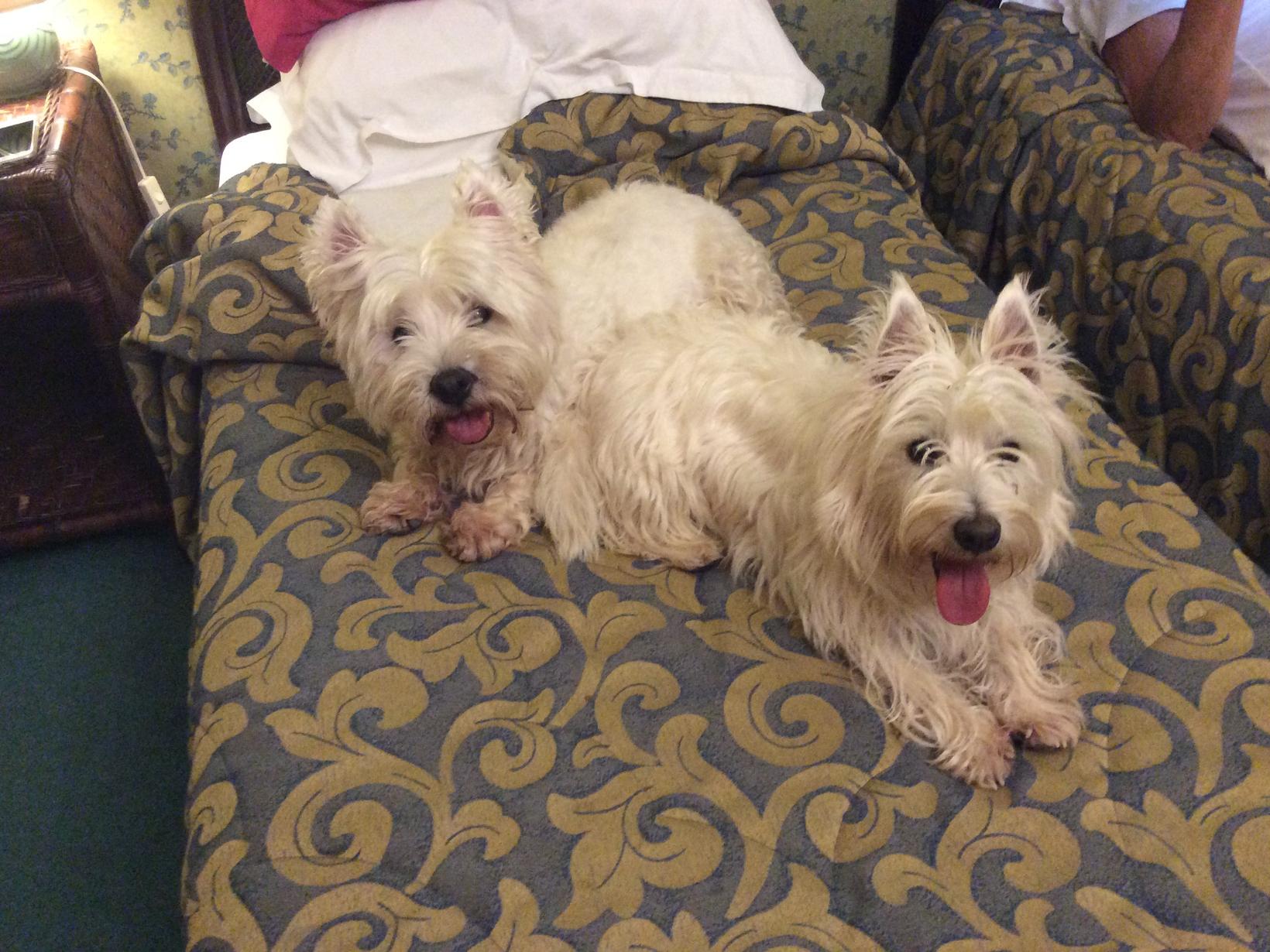 Housesitting assignment in Haywards Heath, United Kingdom