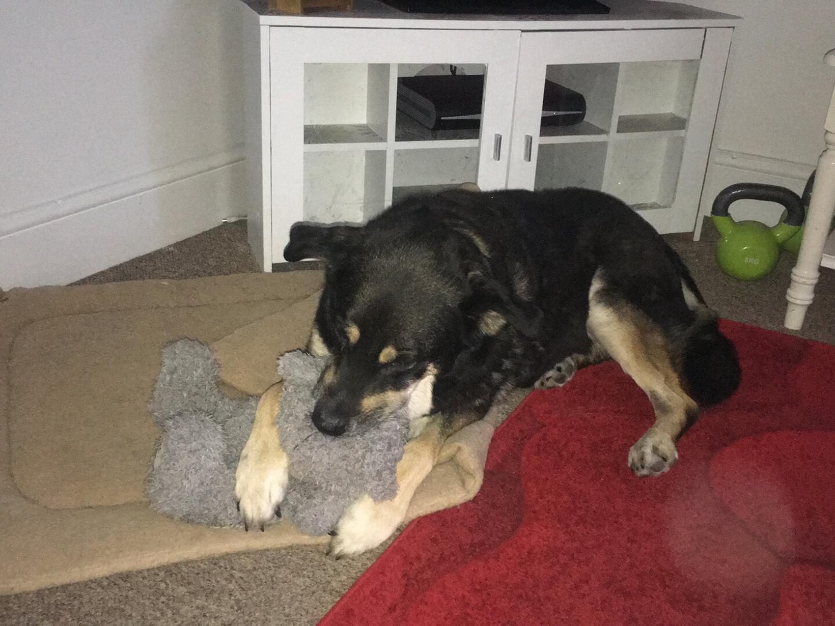 Housesitting assignment in Watchet, United Kingdom