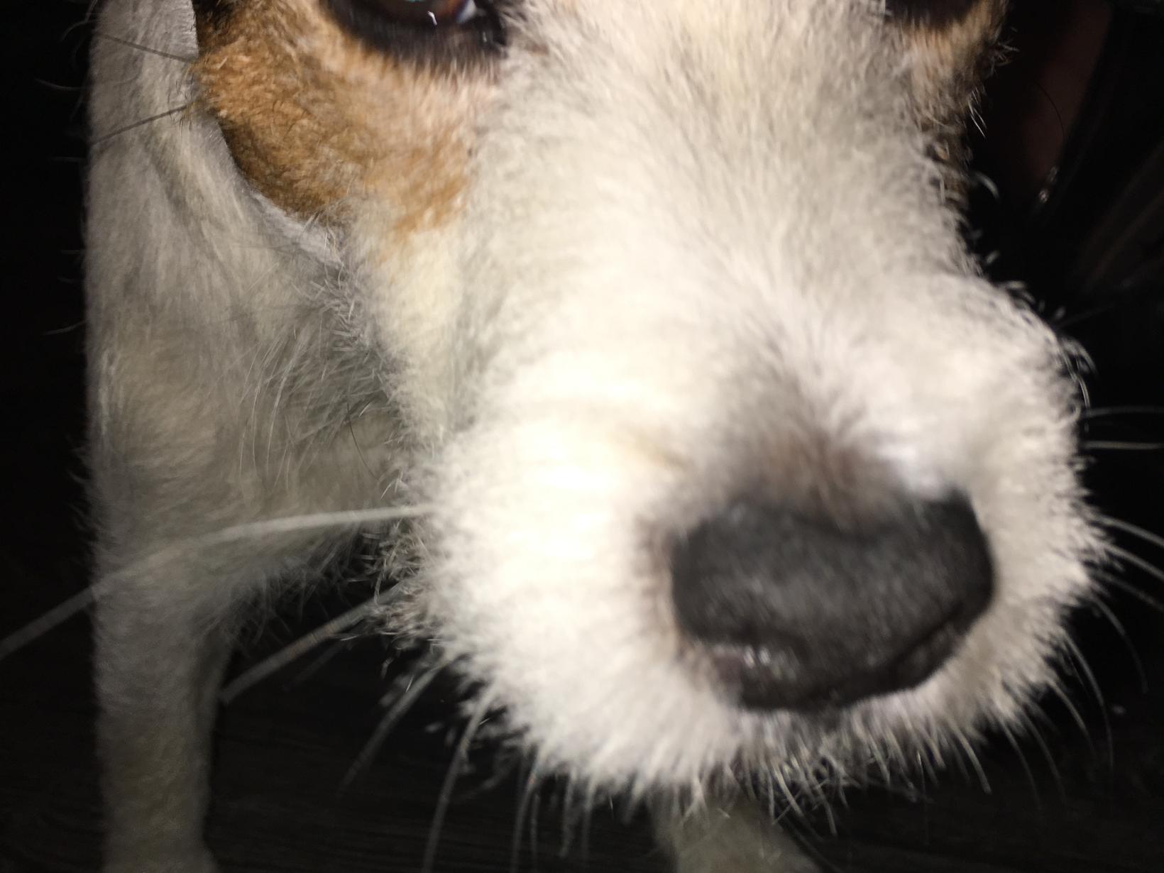 Housesitting assignment in Swansea, United Kingdom
