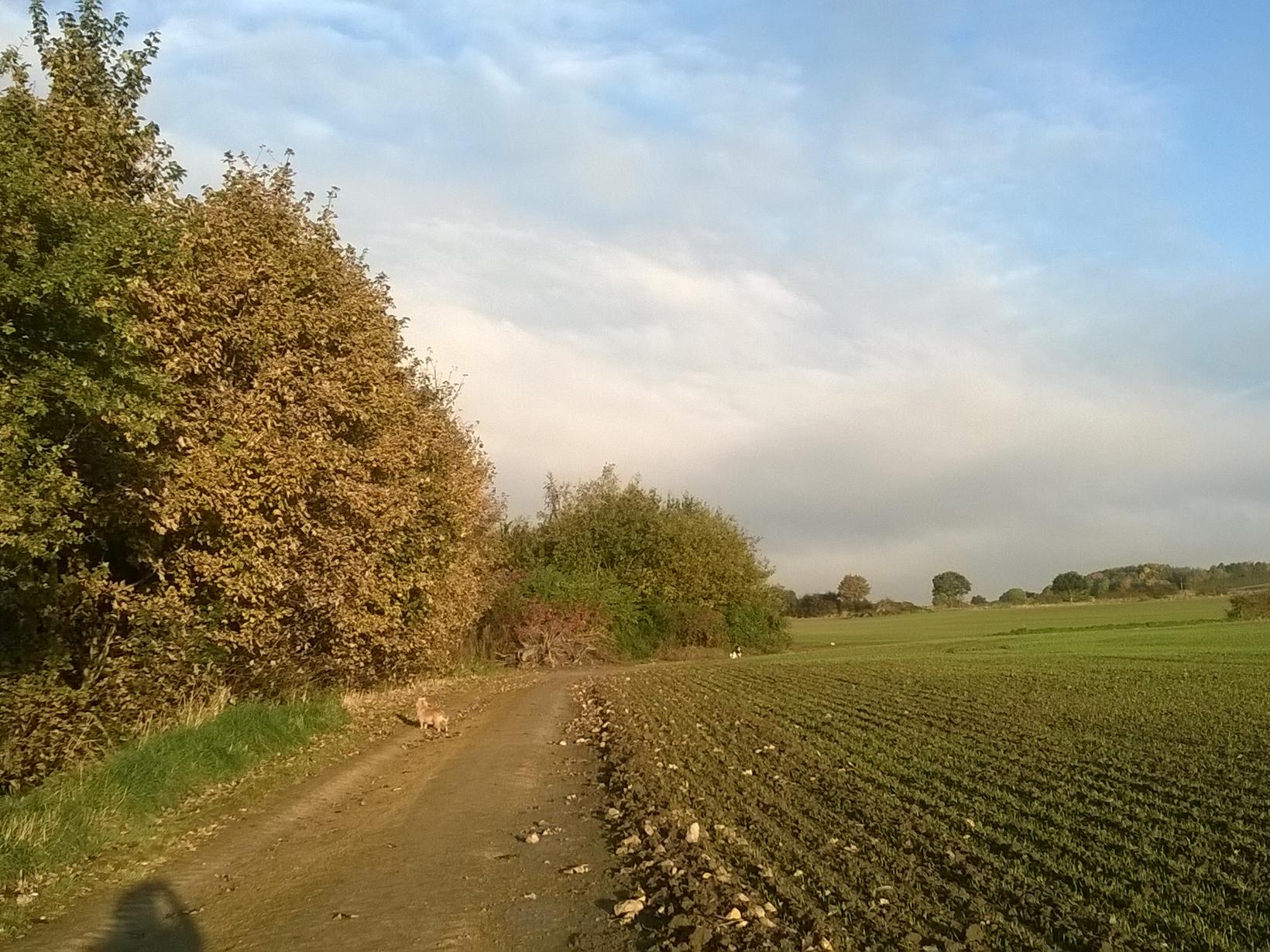 Housesitting assignment in Barnsley, United Kingdom