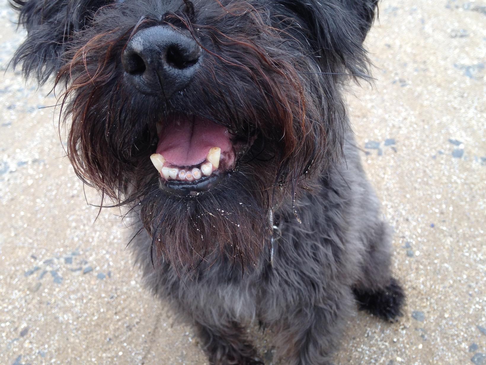 Housesitting assignment in Swansea, United Kingdom