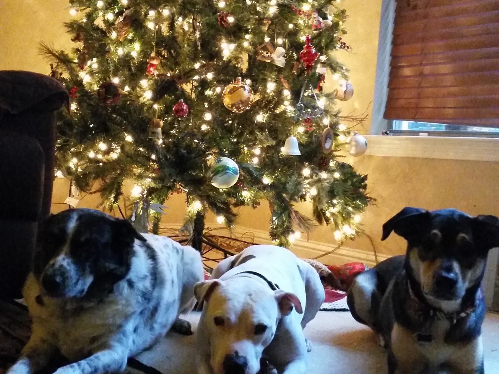 Housesitting assignment in Round Rock, Texas, United States