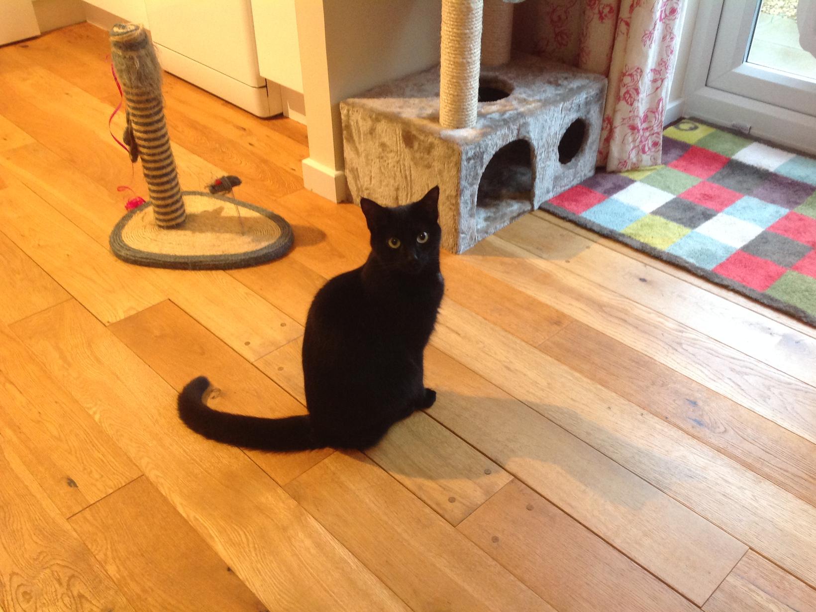 Housesitting assignment in Royal Wootton Bassett, United Kingdom