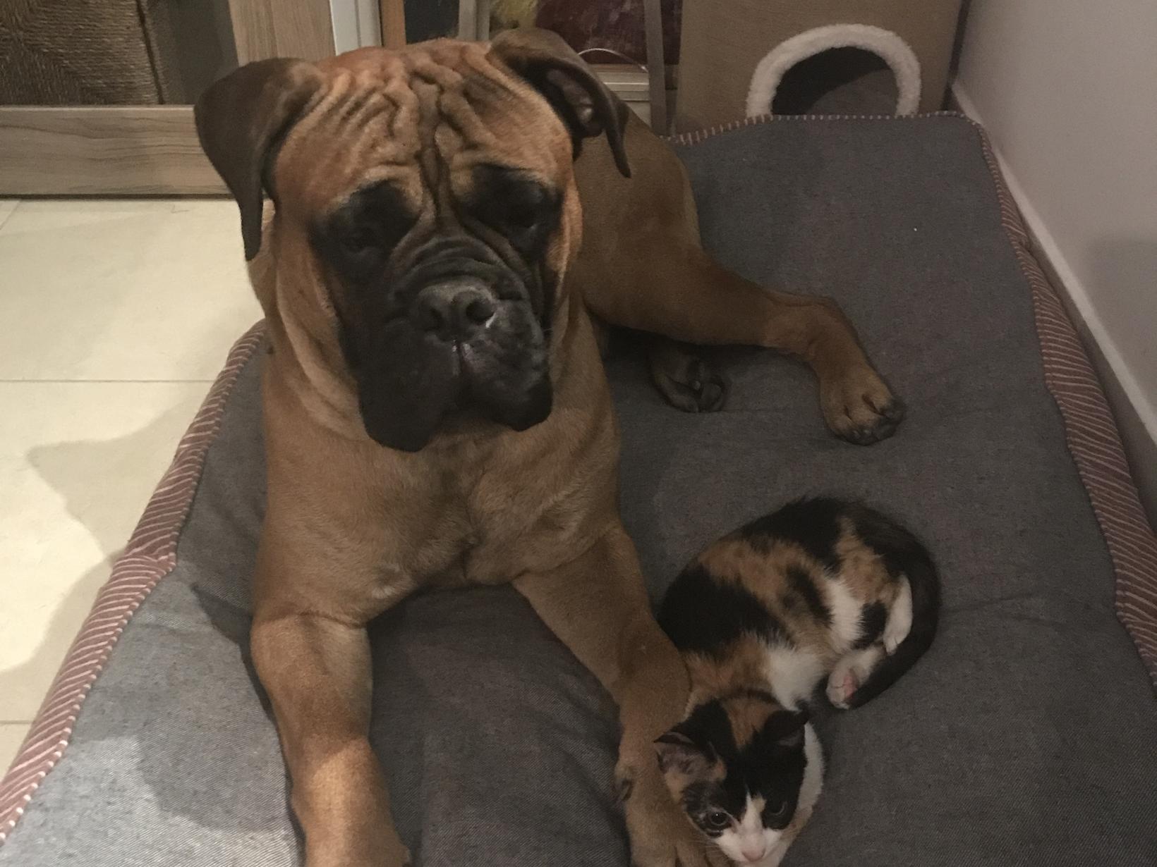 Housesitting assignment in Dubai, United Arab Emirates