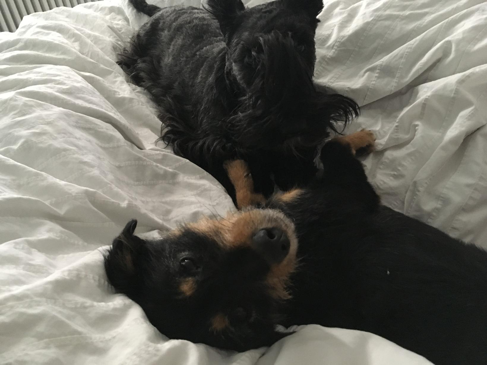 Housesitting assignment in Nottingham, United Kingdom